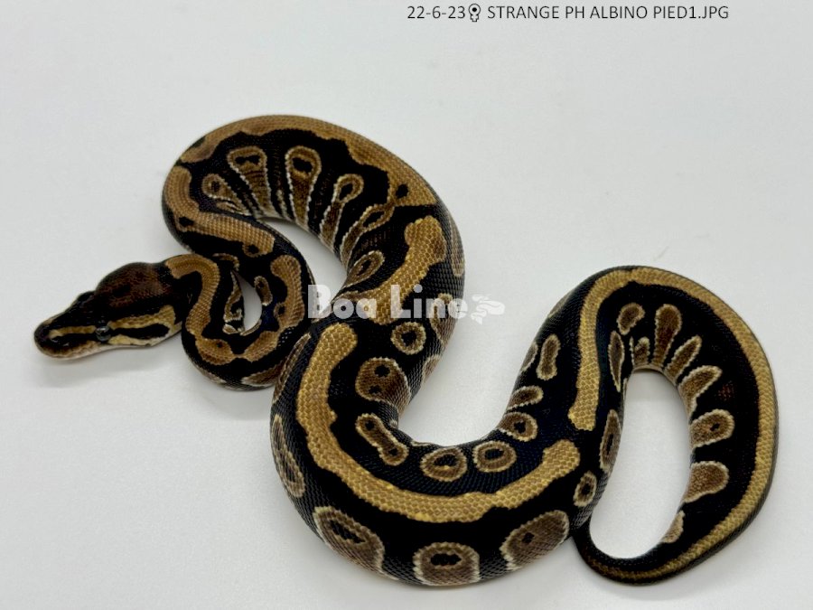STRANGE PH ALBINO PIED